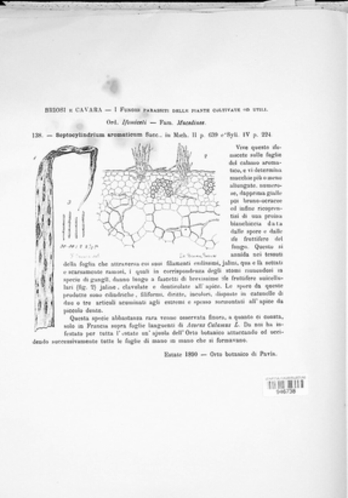 Septocylindrium aromaticum image